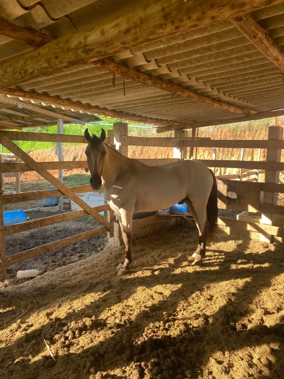 Cavalo neto do fator cavaru retã