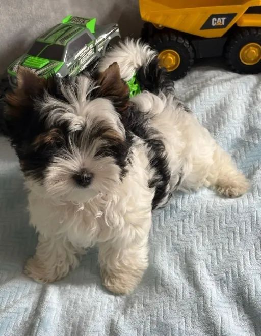 Microchip, pedigree e amor envolvido: conheça o Biewer Terrier