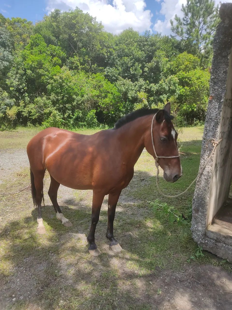 Égua mangalarga