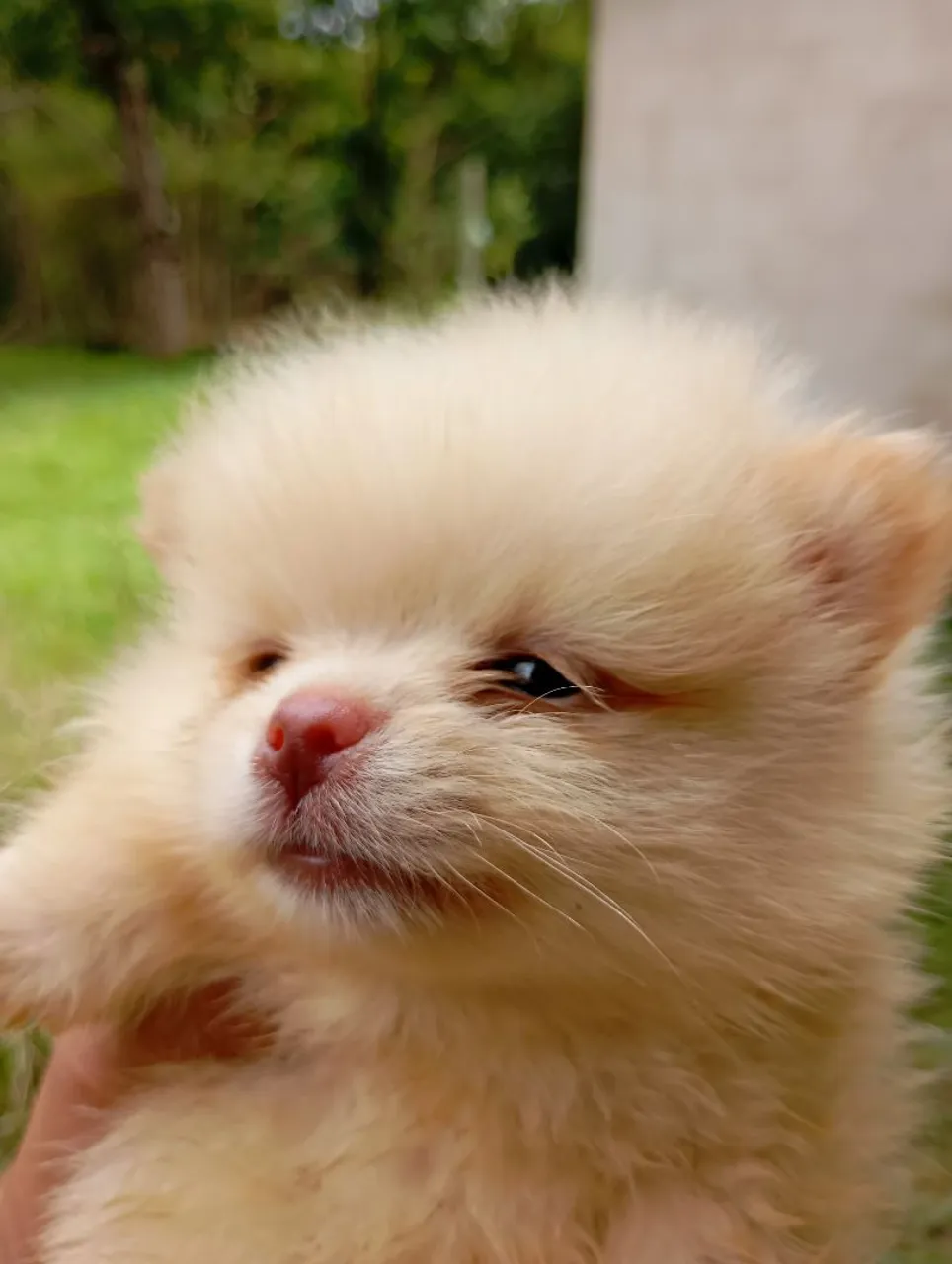 Filhote de Spitz Alemão macho