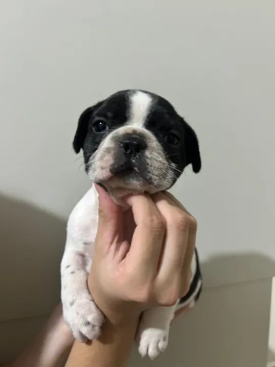 Filhote de Bulldog Francês - Foto 3