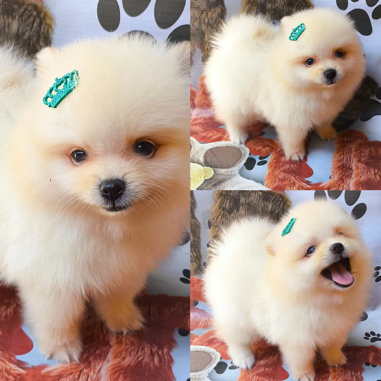 Lindos filhotes de Spitz Alemão machos