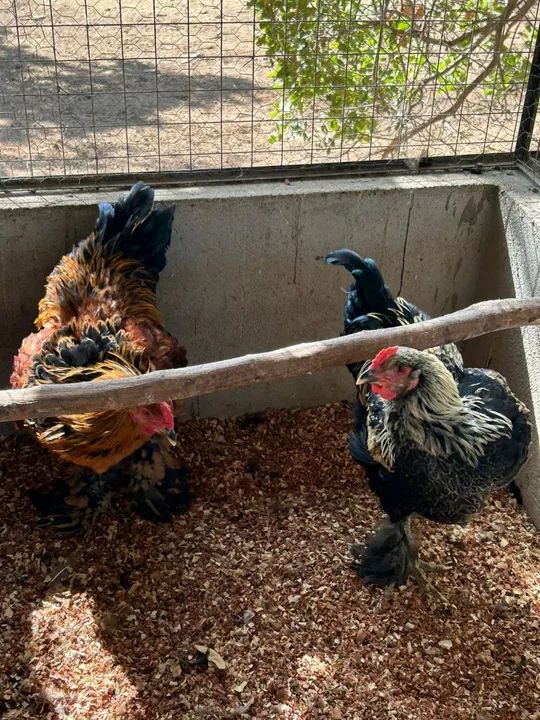 Frangos/Galo Brahma - R$ 100 cada - Foto 2