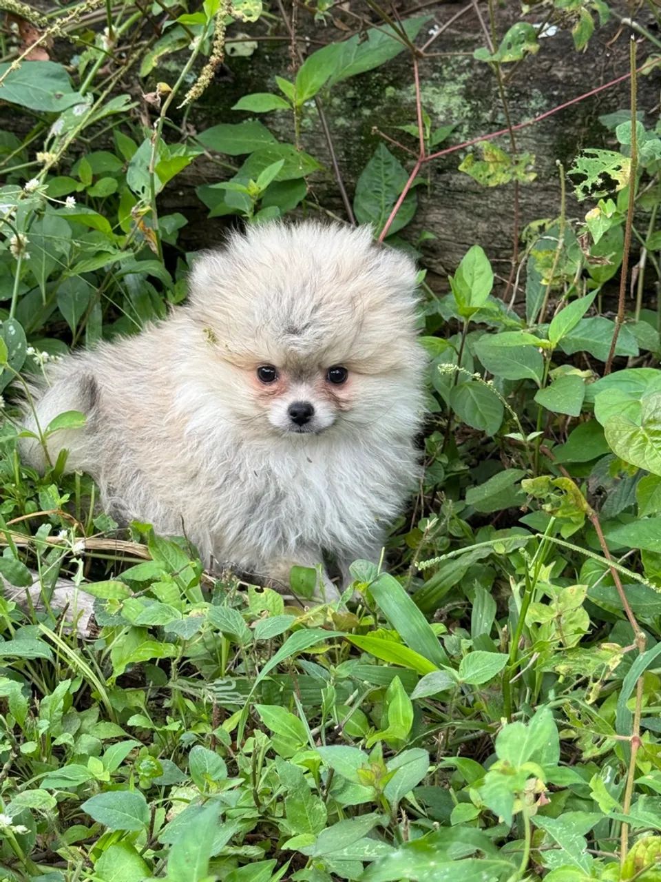 Spitz Alemão Filhote, machos , lindos, pedigree , vacinado, pequeninos  - Foto 4
