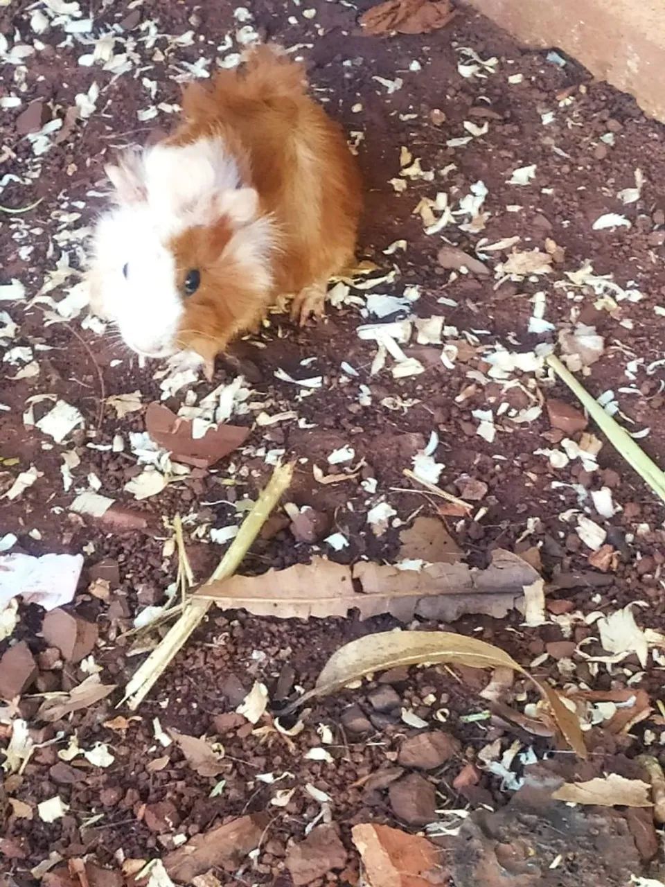 Porquinho da india - Foto 3