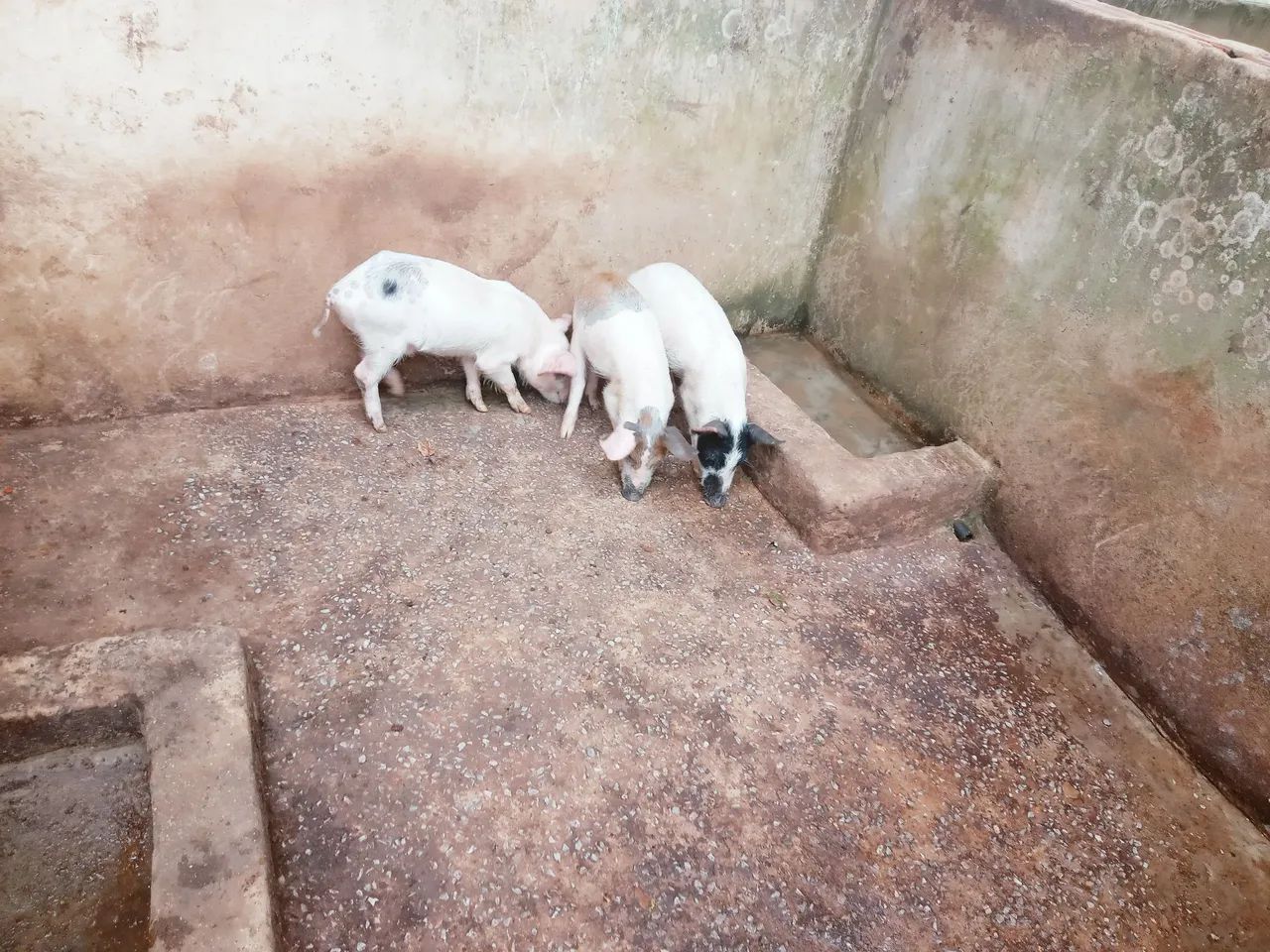 Três leitões para venda - Foto 3