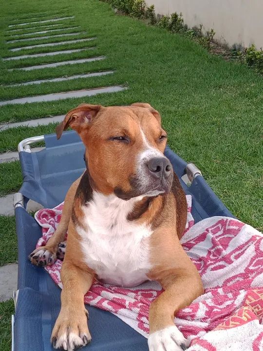 Pitbull american terrier para cobertura - Foto 5