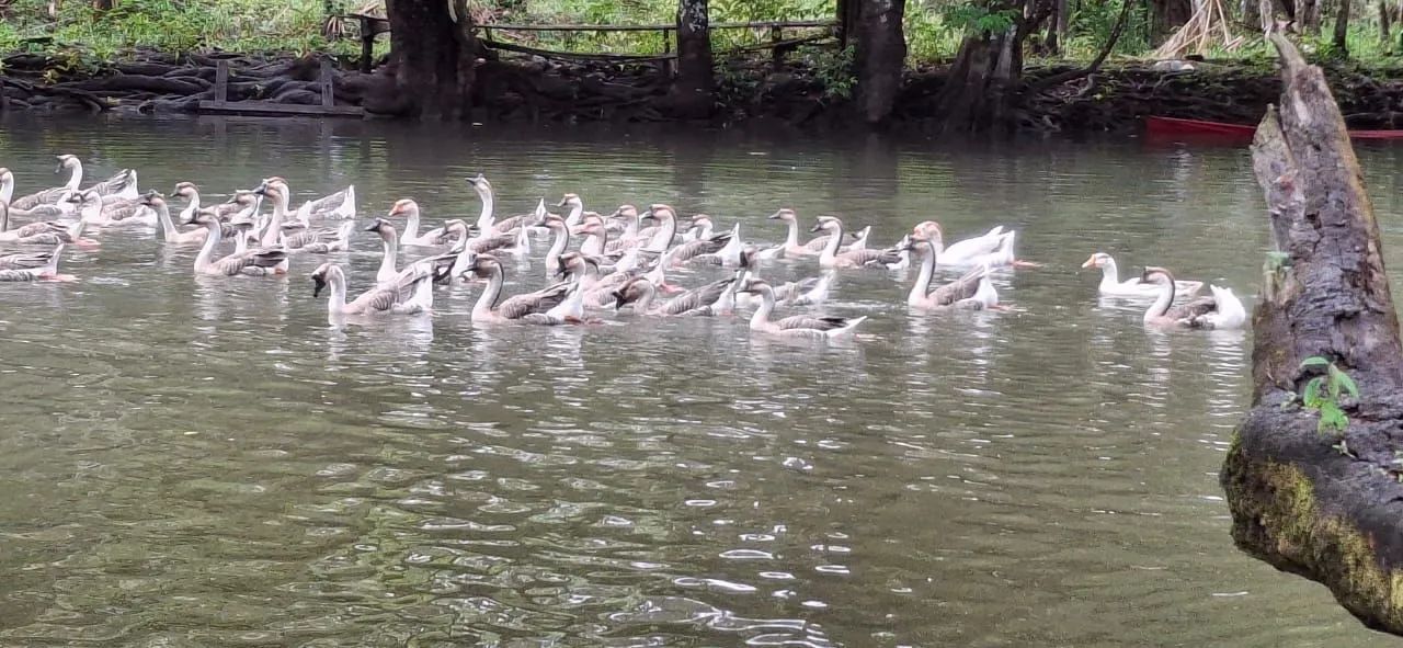 Vende-se Ganso  - Foto 6