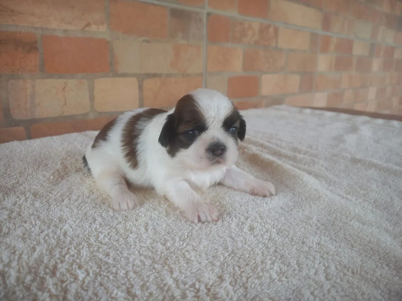 Shih tzu macho  - Foto 3