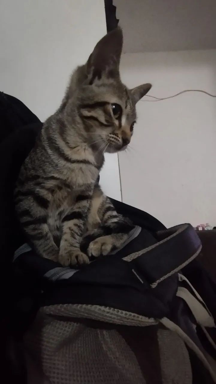 Gatos para doação  - Foto 3