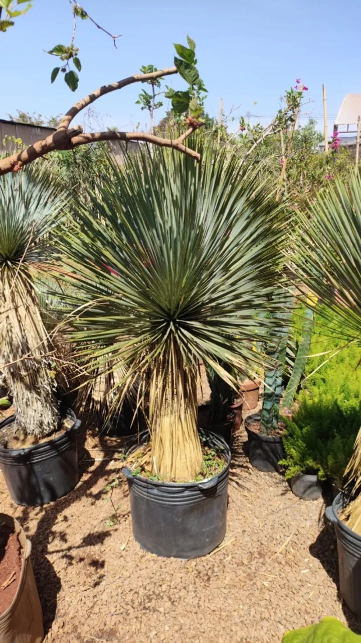 mudas de Yucca rostrata - Foto 3