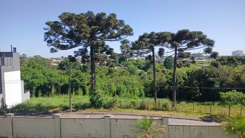 Foto - Araucária - Sabiá