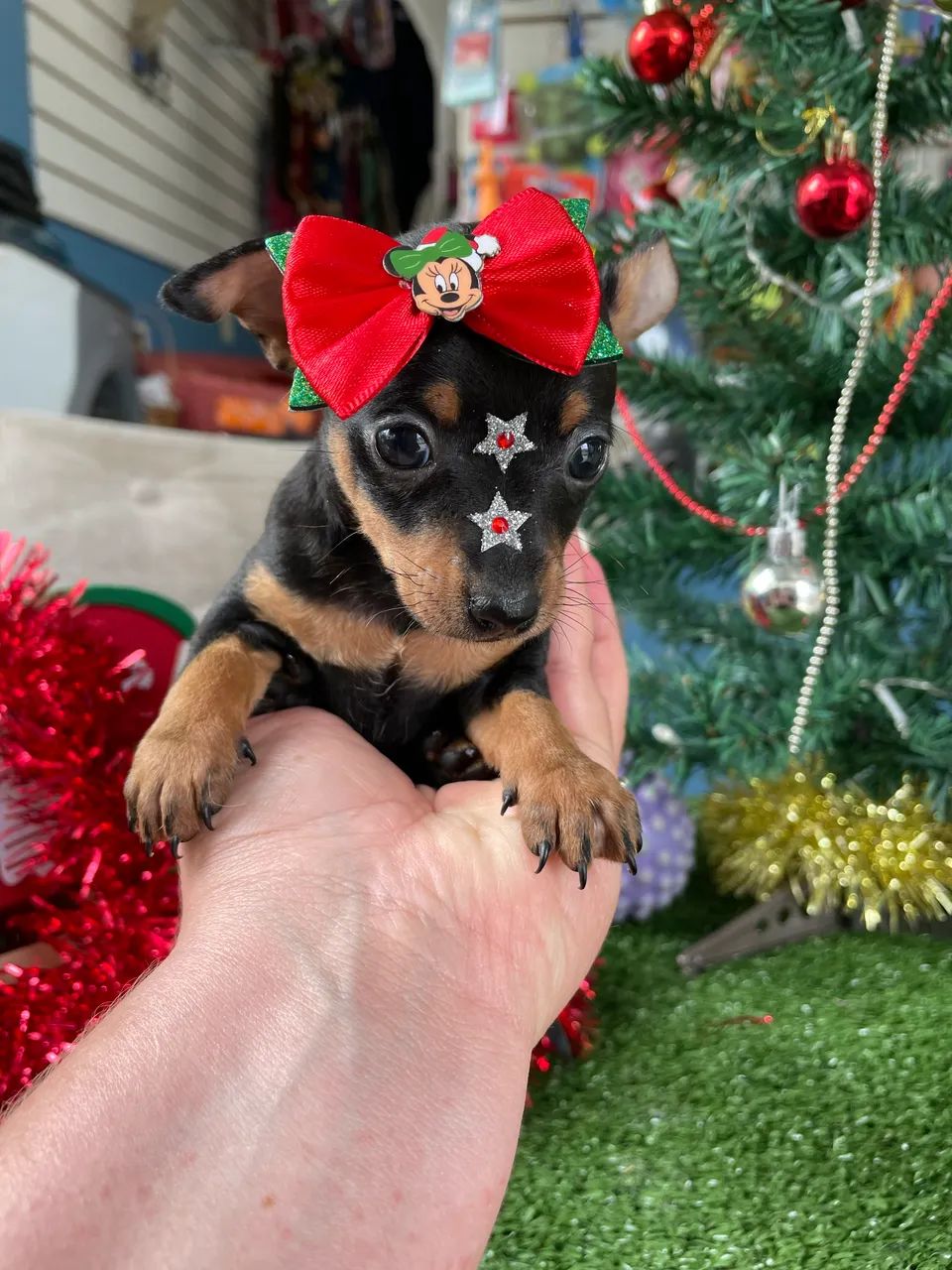 Pinscher miniatura fêmea $2.300,00 - Foto 2