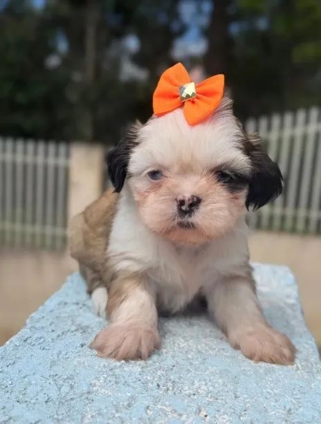 Shih Tzu Mini Europeu - Lindas Princesas Disponíveis - Aceito Cartão 