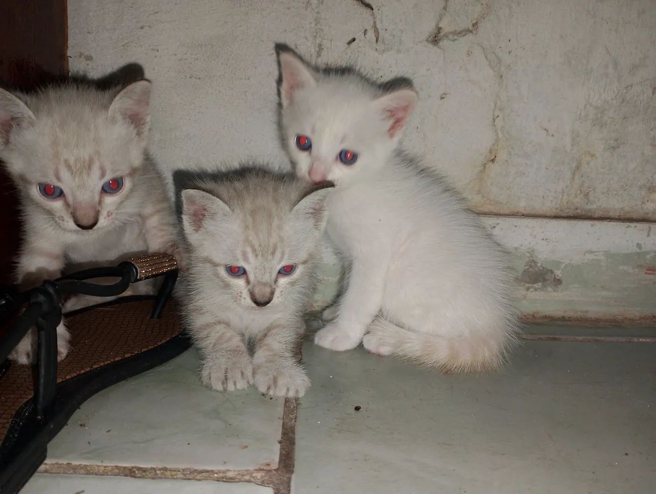 Três gatinhos fofinhos para adoção - Foto 5