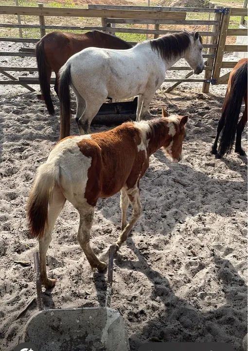 Potro Mangalarga Marchador - Foto 4