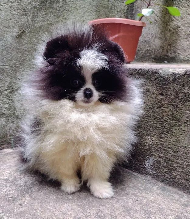 Filhote de Spitz Alemão - Foto 5