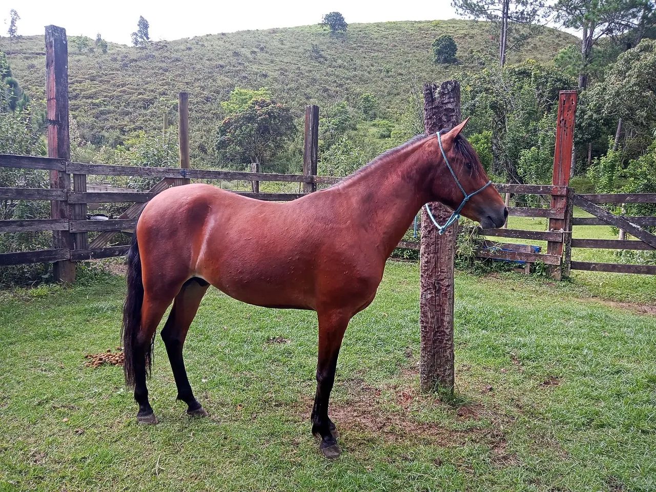 SERTANEJO DO ZEL, FATOR DA CAVARÚ-RETÃ X PLENITUDE BAVÁRIA  - Foto 2