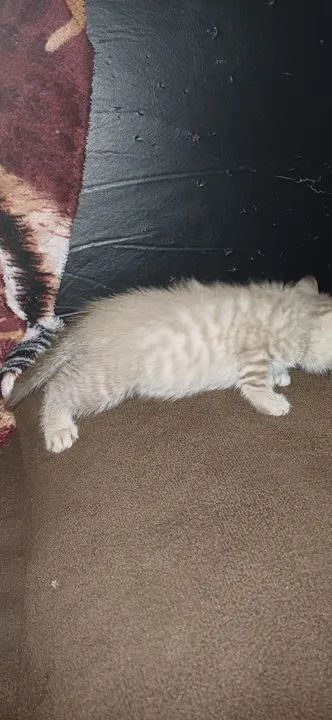 Doação de gatinho - Foto 4