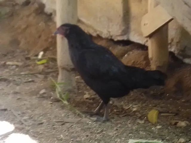 Vende-se casal de patos com patinhos - Foto 5