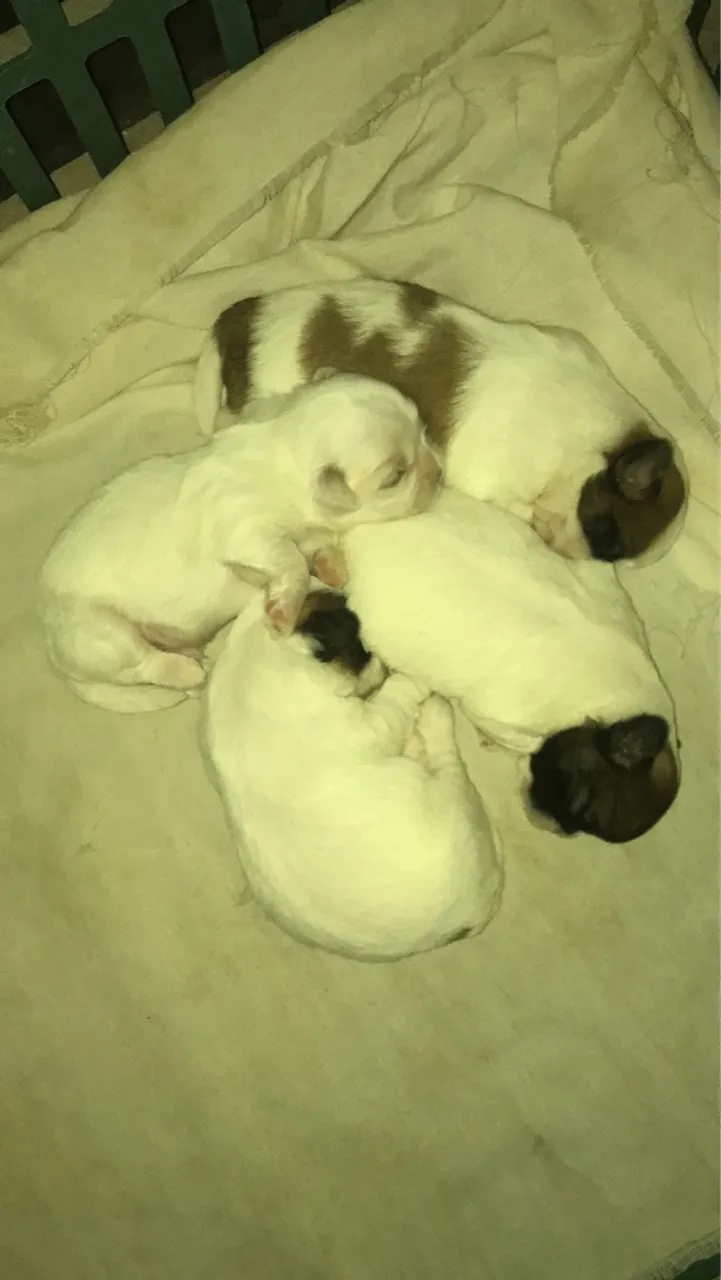 Filhotes Shih Tzu disponíveis