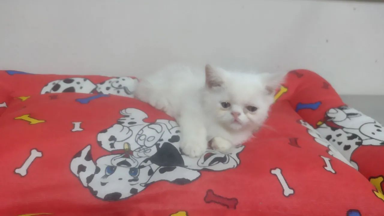 Gatinho Persa Branco