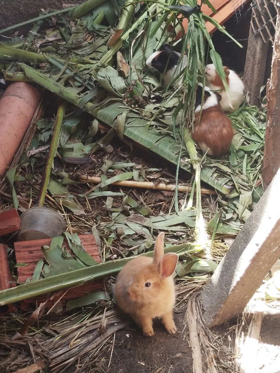 Coelhinho e porquinhos da índia  - Foto 3