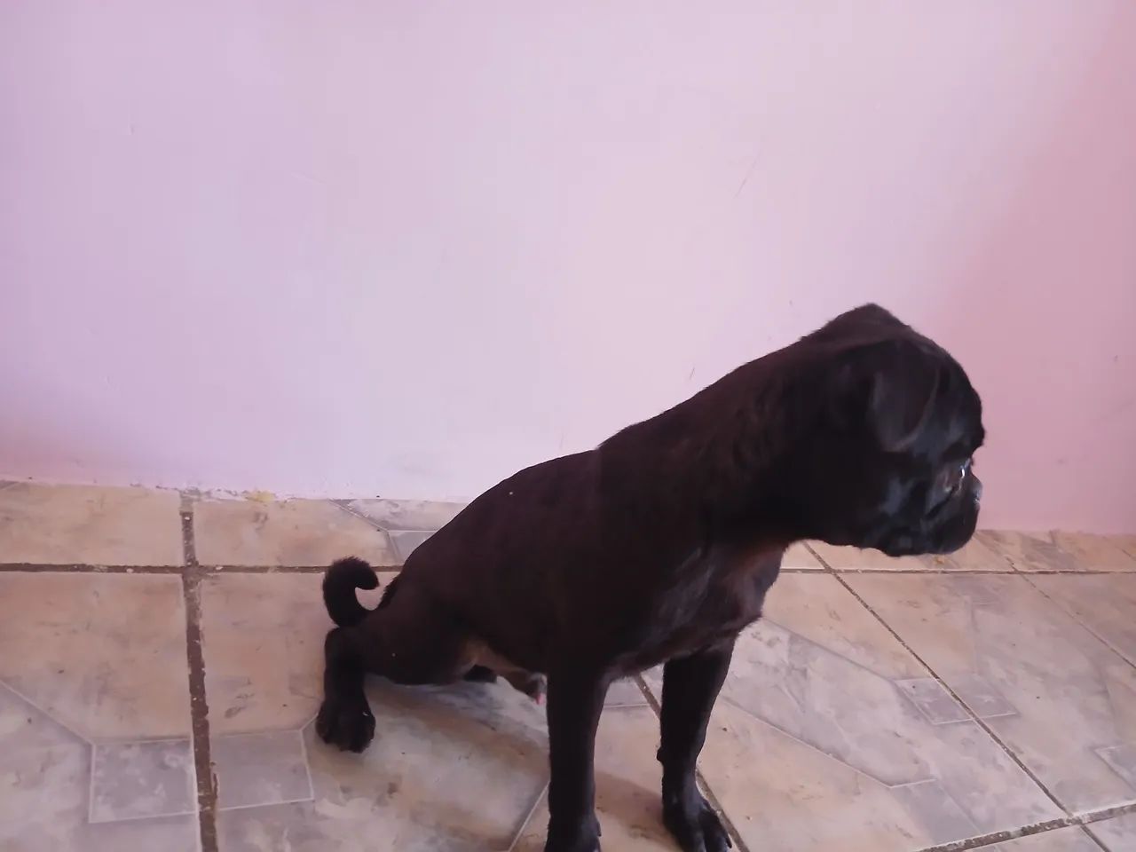 Filhote de Pug - Adorável e Brincalhão - Foto 3