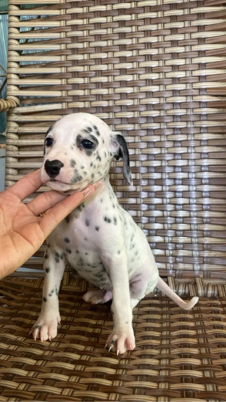 Vendo filhote de dálmatas 45 dias 100% puros  - Foto 2