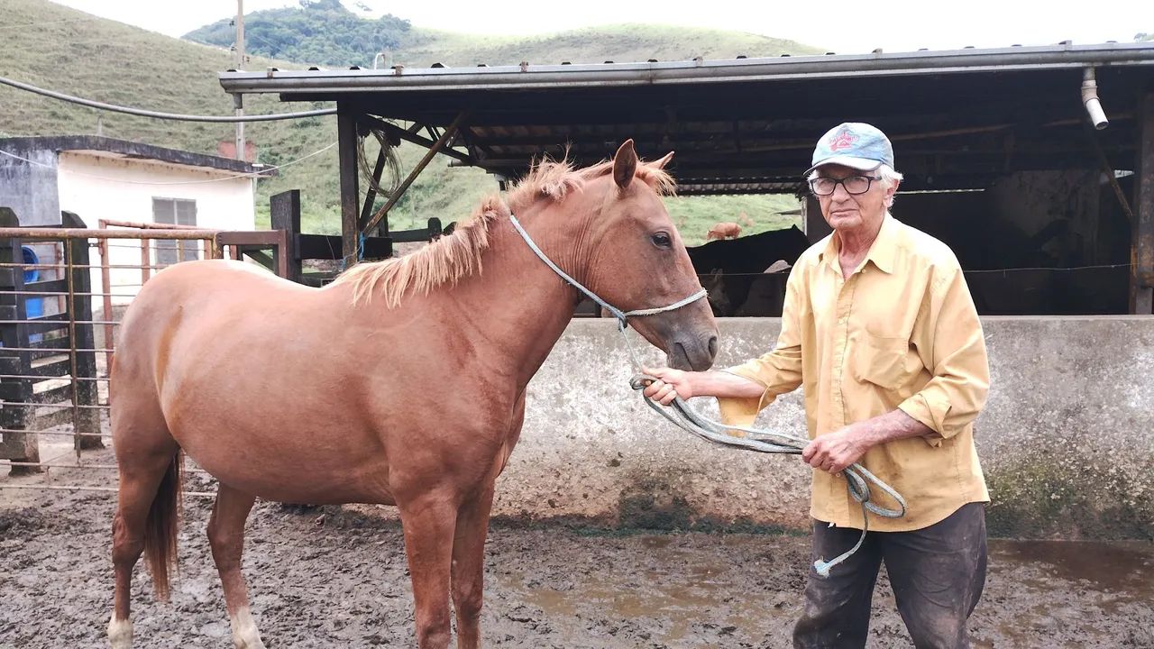 Vendo potra quarto de milha 
