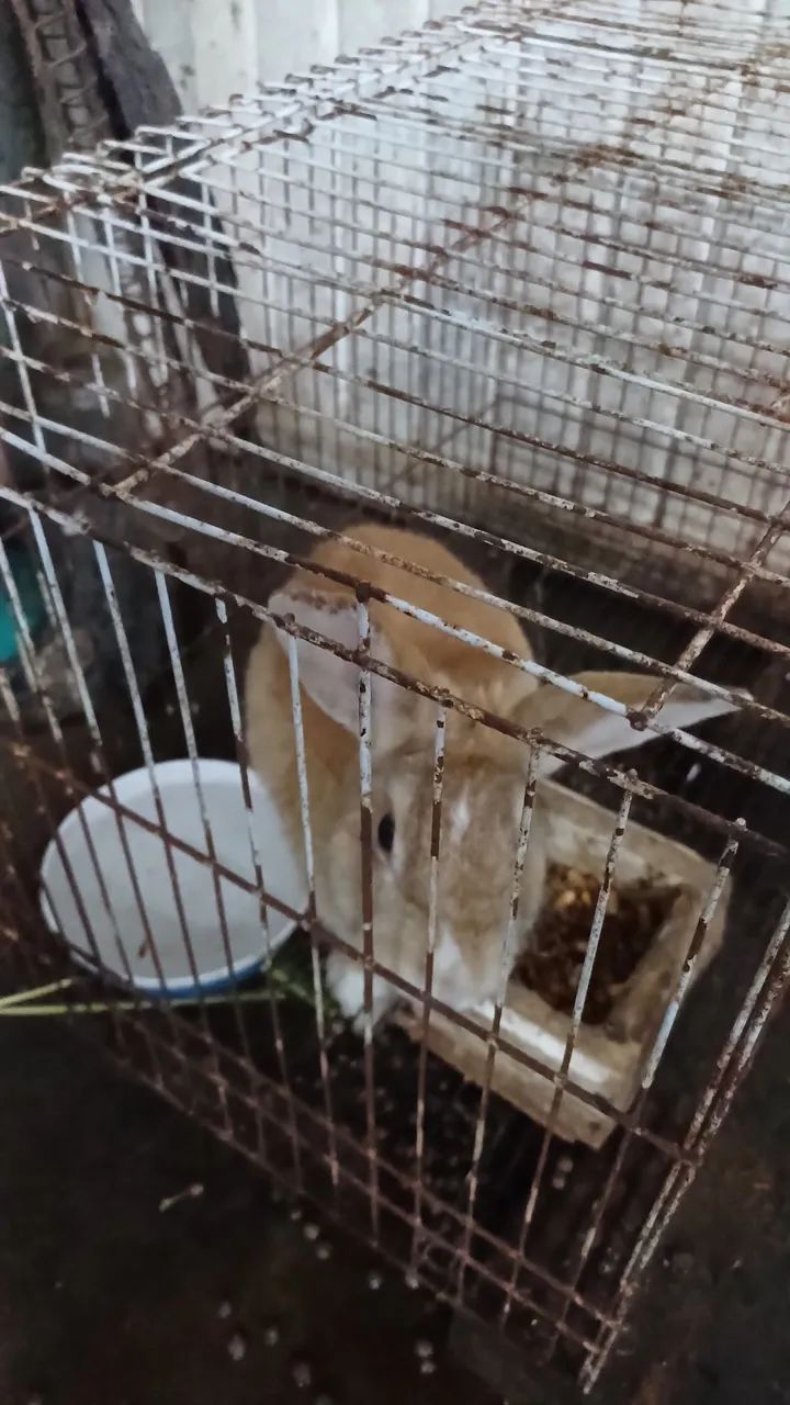 Coelhos adultos e filhotes  - Foto 3