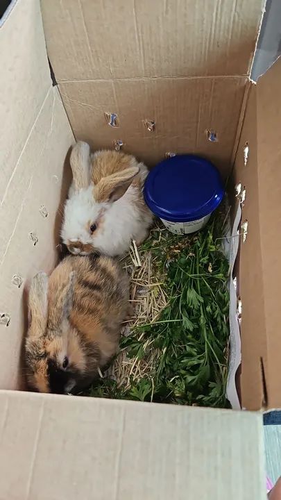 Mini coelho anao  - Foto 6