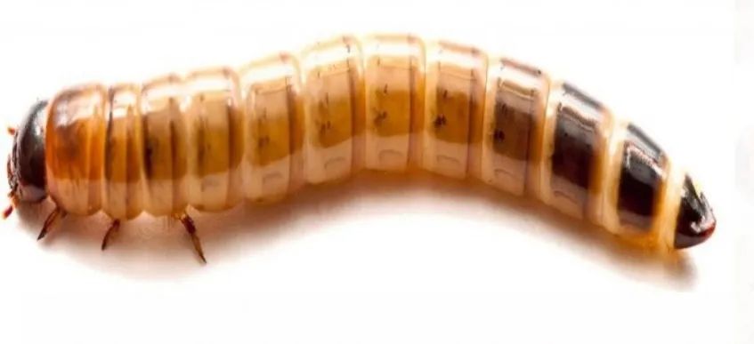 Larvas Vivas Gigantes de Tenébrios Zoophoba  - Foto 2