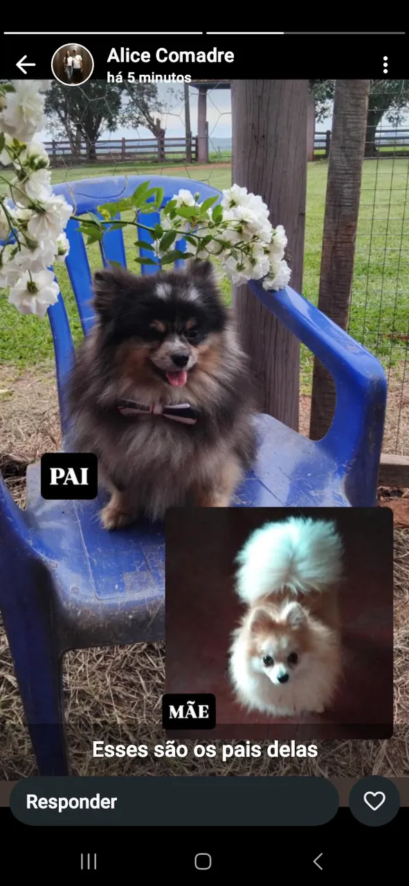 Cachorros