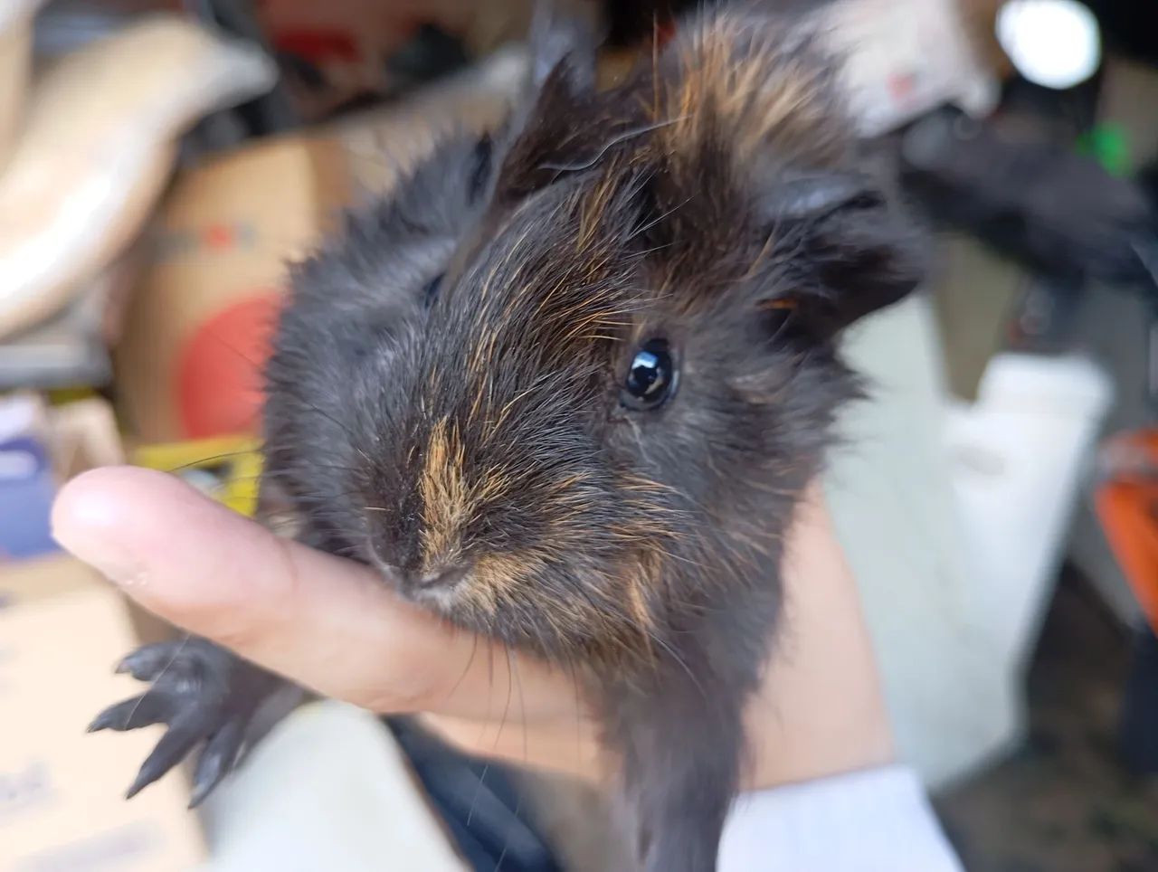 Filhote de Porquinho da Índia  - Macho - Foto 3