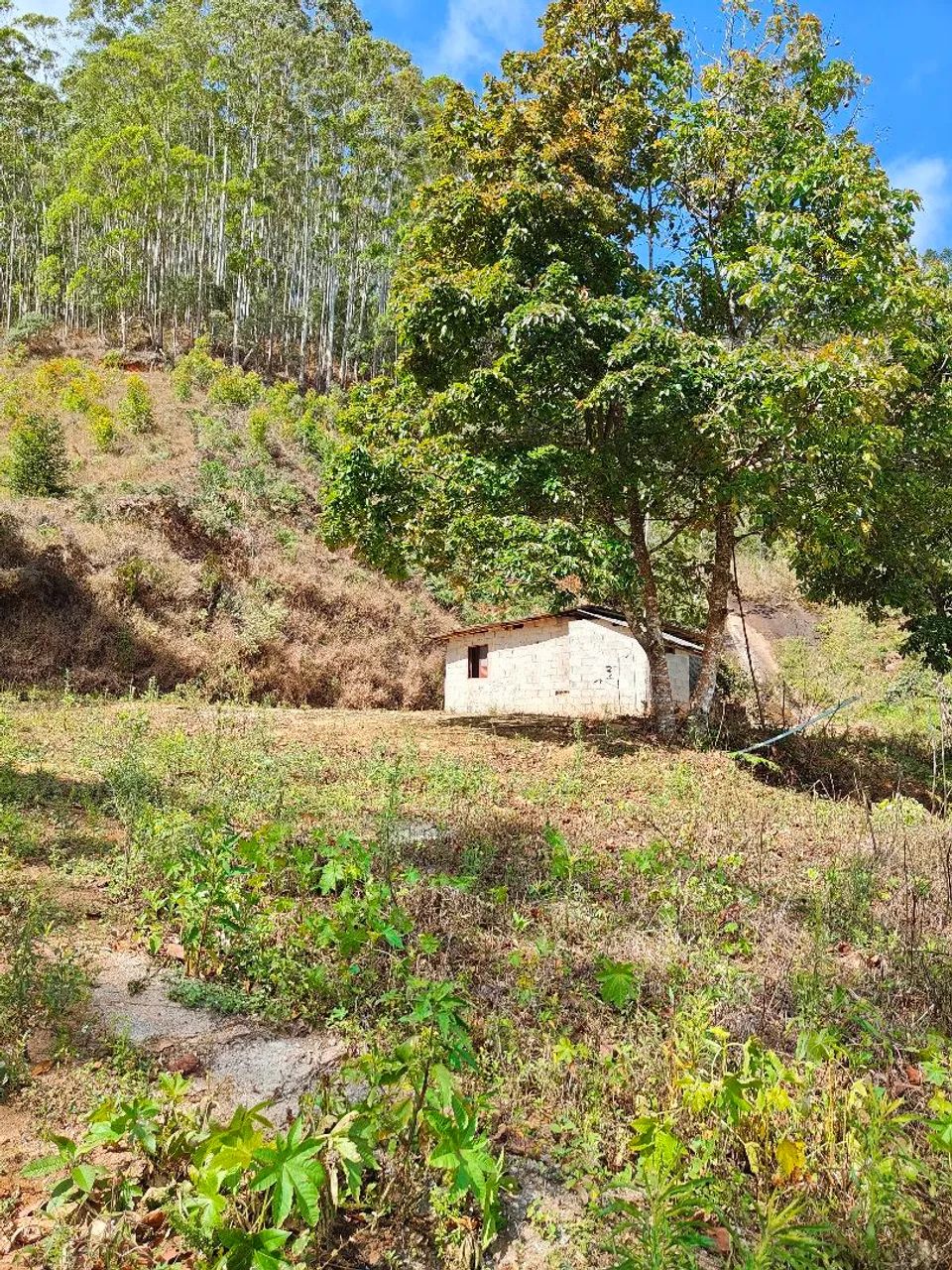 Sítio nas Montanhas 22.000m² - Foto 4