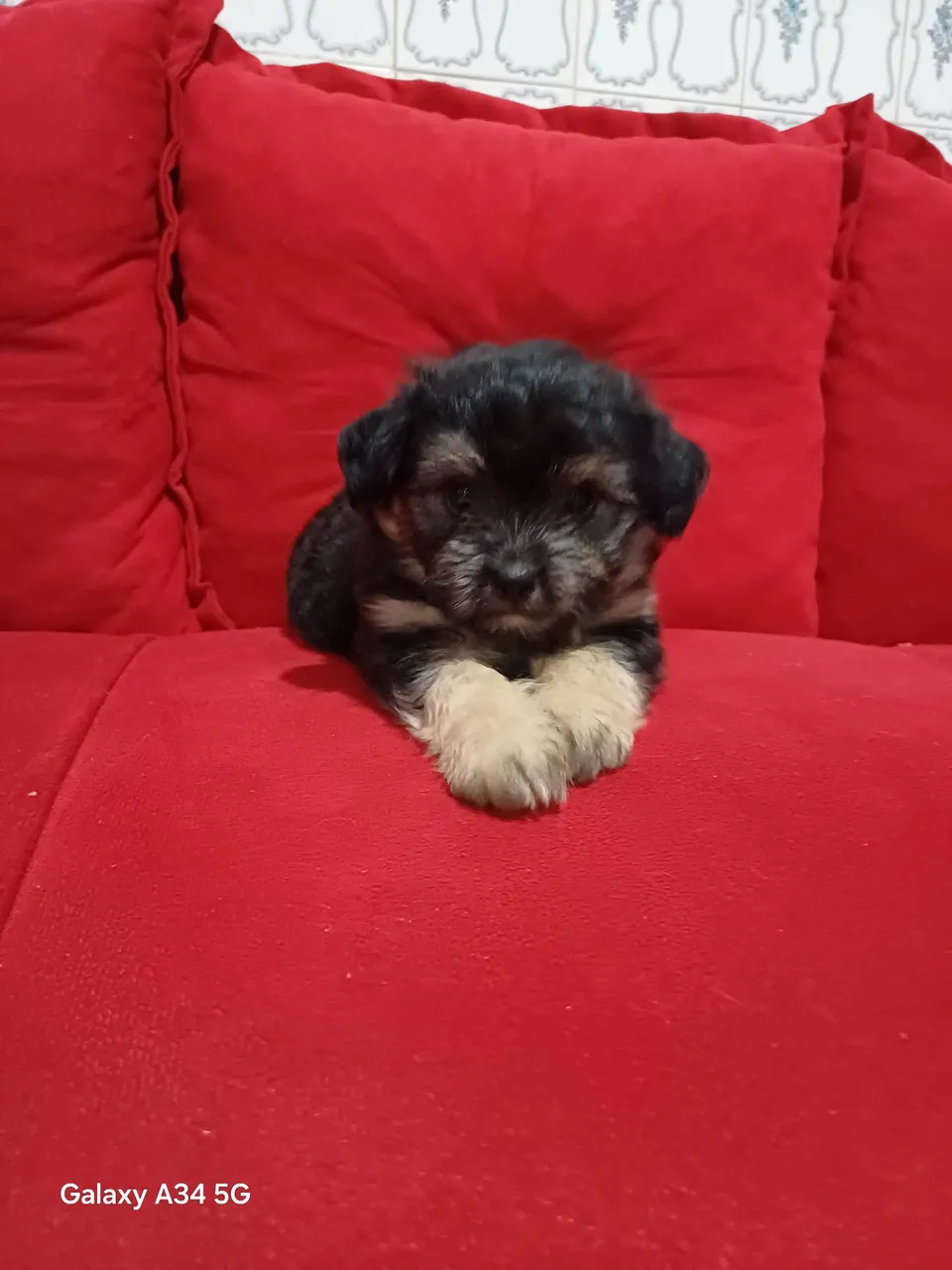 Filhote Shih Tzu Macho Disponível!