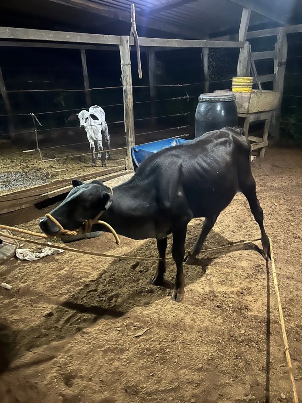 Bezerro - Preto - - Foto 3