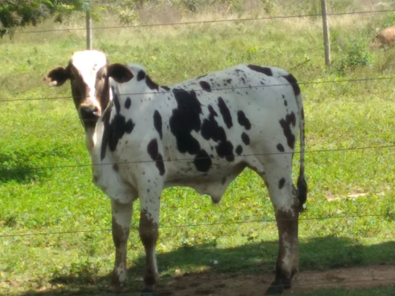 Bezerro Nelore Pintado de alta linhagem 
