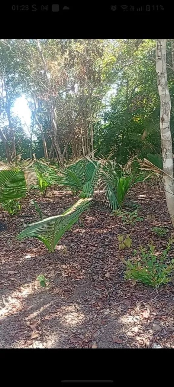 Vendo terreno próximo a praia de pindobal  - Foto 3