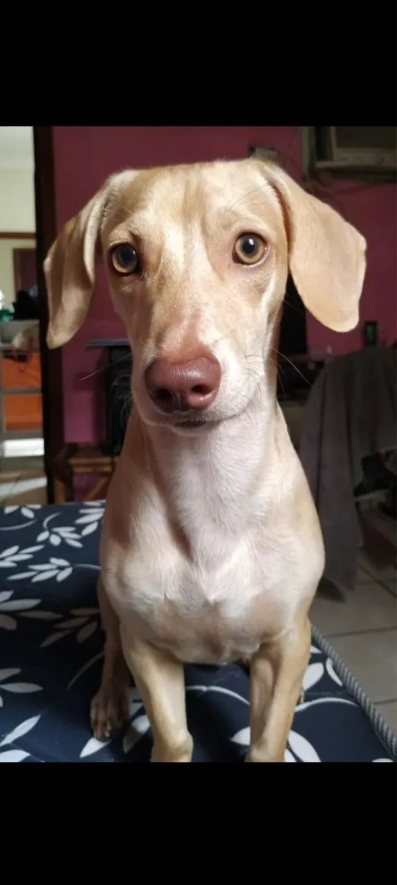 Dachshund MACHO FILHOTE - Foto 5
