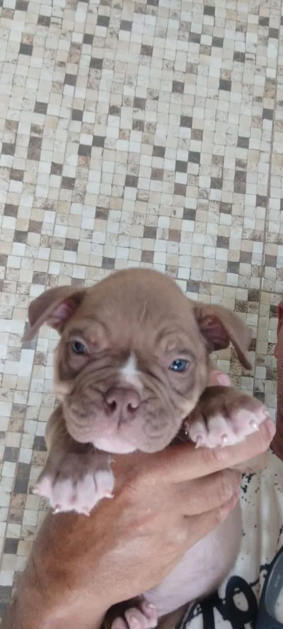 American bully filhotes pedigree - Foto 3