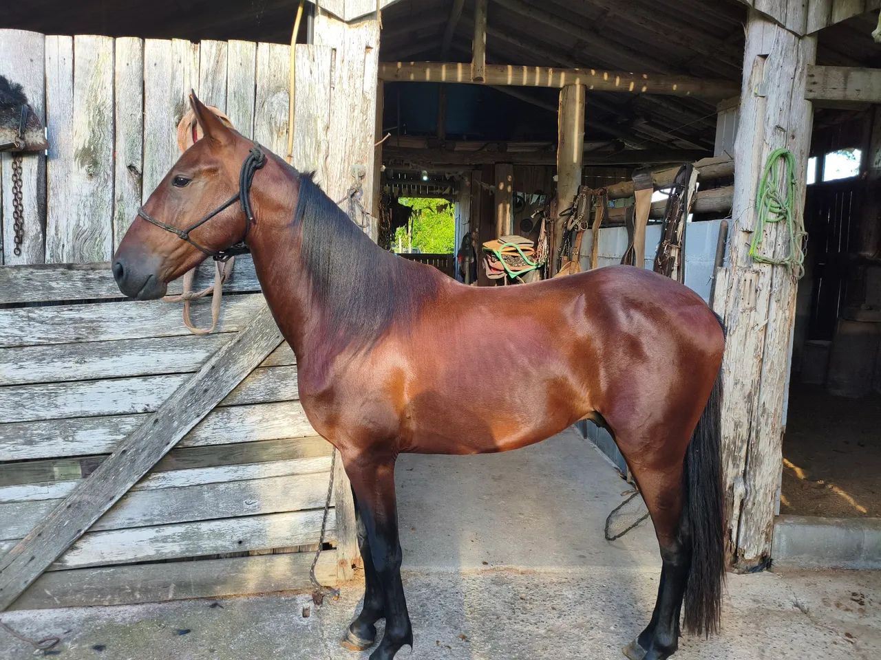 Cavalo American Trother  - Foto 4