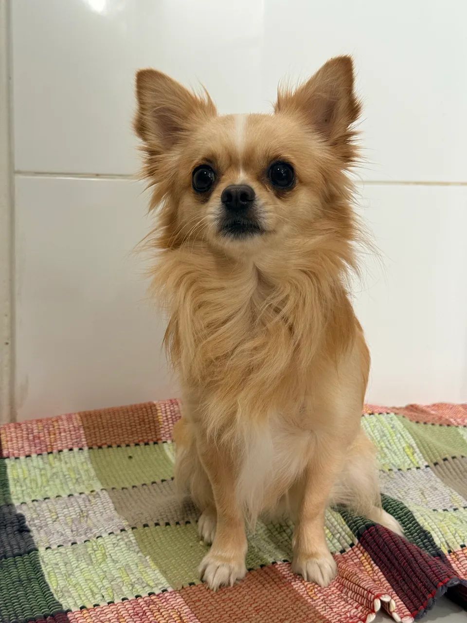 Cachorro  - Foto 2
