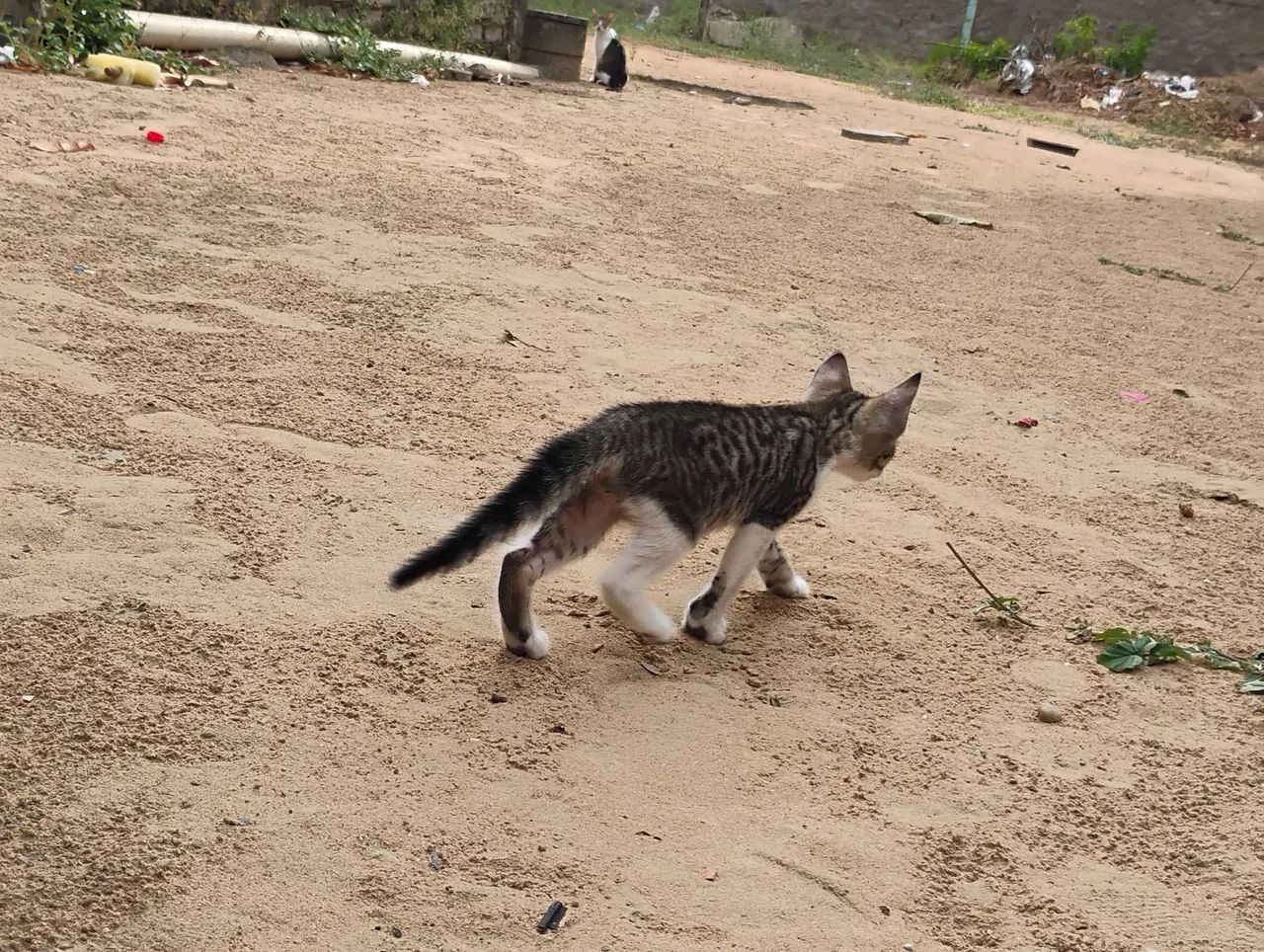 Doação de gatos  - Foto 3