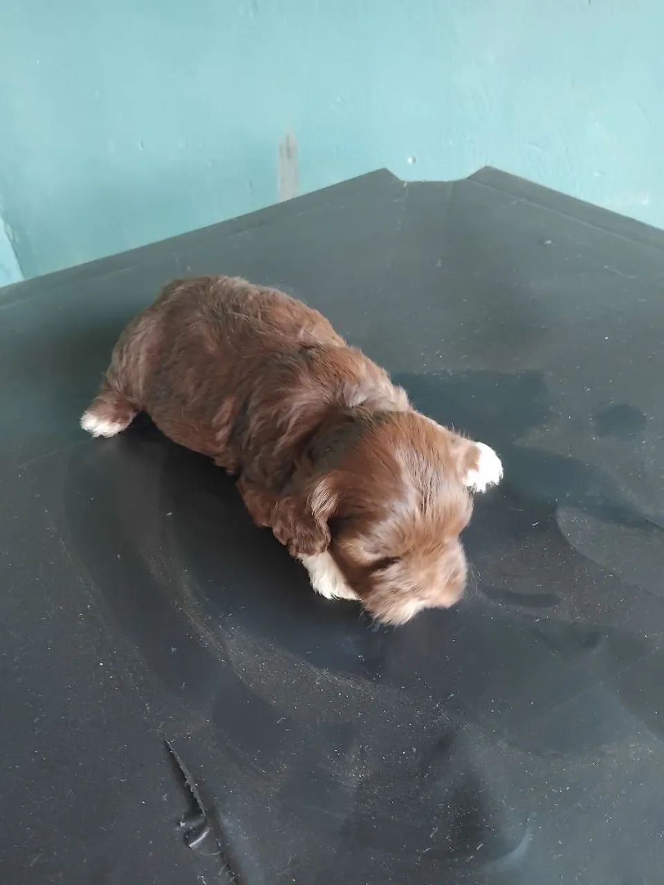 Lhasa Apso chocolate - Foto 2