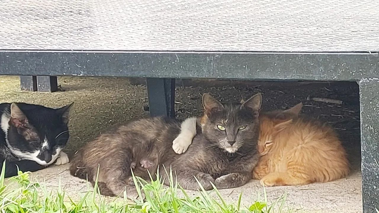 Gatinhos - Foto 2