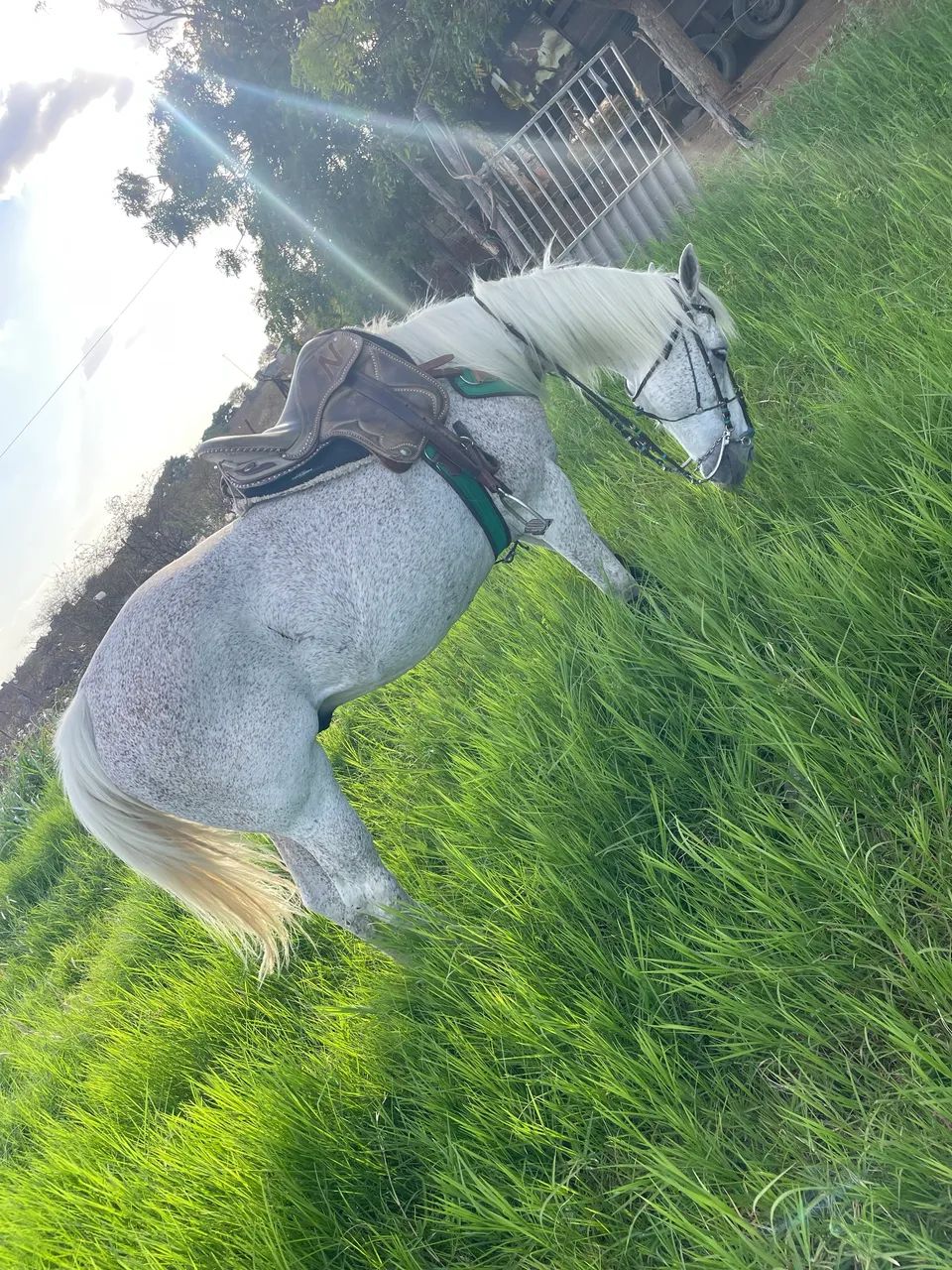 Vendo cavalo de vaquejada  - Foto 2