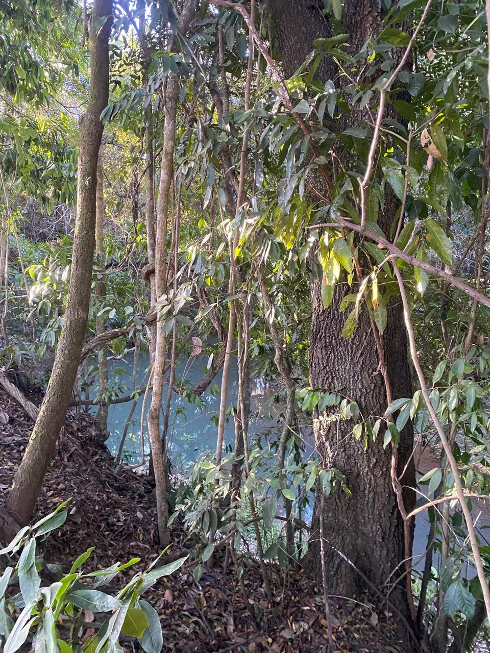 Área de 21000 m2 com córrego nos fundos  - Foto 5