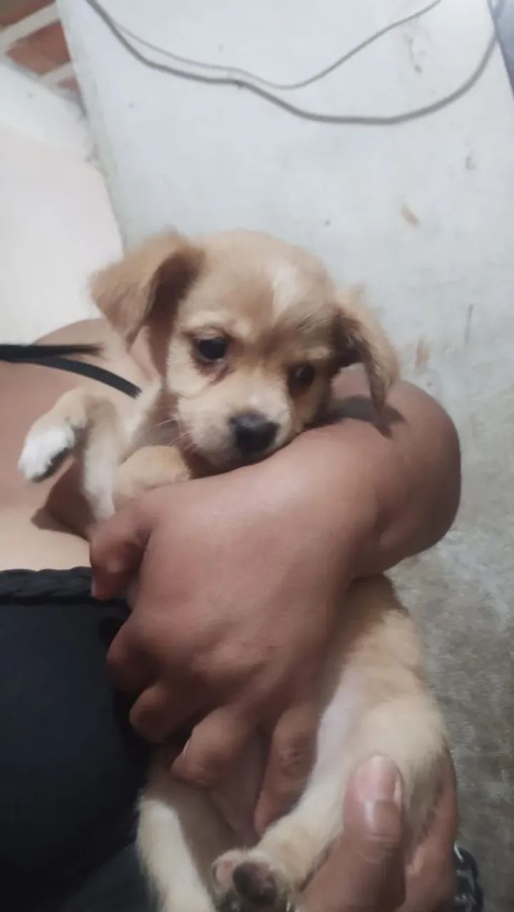 Doa-se filhotes de cachorro 